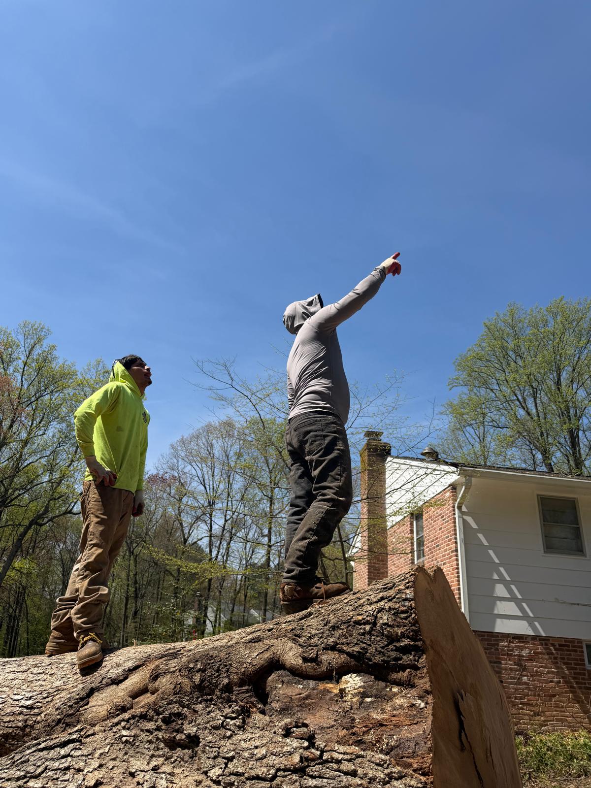 Carballo Brothers Tree Service crew 2